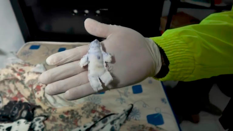 Durante el allanamiento a la casa de la madre fueron encontrados elementos como este. /FOTO: COLPRENSA