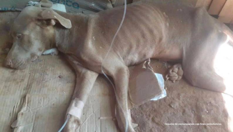 Kiara, perrita víctima de maltrato y abuso. /FOTO: FISCALÍA GENERAL DE LA NACIÓN