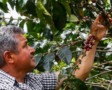 Caficultores en Antioquia. FOTO: MANUEL SALDARRIAGA