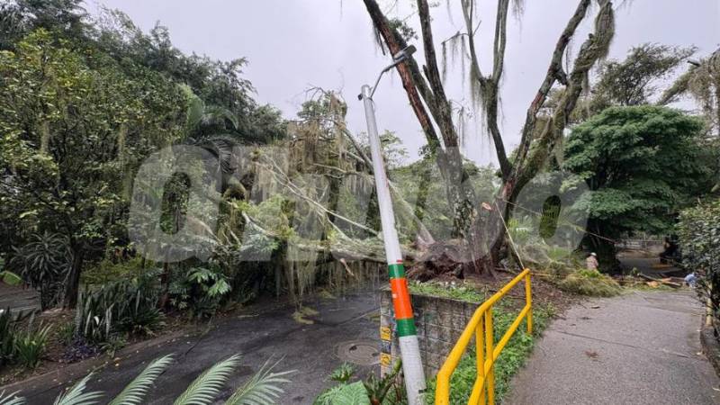 Caída del poste de luz junto al árbol. FOTO: MARÍA CAMILA GARZÓN