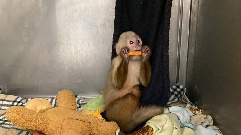 Desde el año pasado, el Área Metropolitana ha recibido 45 monos cariblancos, la mayoría de ellos en estado infantil o juvenil. /FOTO: CORTESÍA ÁREA METROPOLITANA