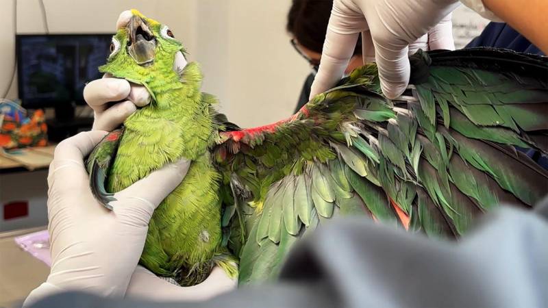 La lora presentaba múltiples afectaciones en su salud. FOTO: ÁREA METROPOLITANA DEL VALLE DE ABURRÁ