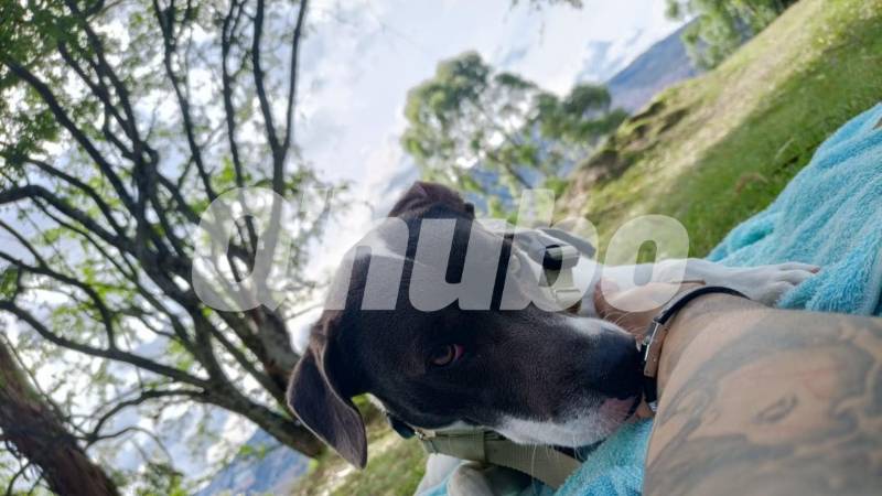 Esta es la perrita que lastimosamente falleció. /FOTO: CORTESÍA 