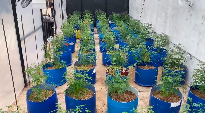 Las matas de marihuana halladas en el lugar. /FOTO: POLICÍA NACIONAL