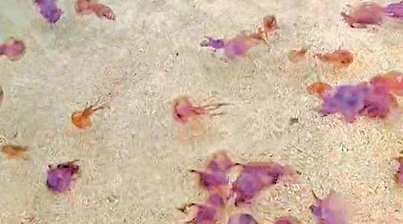 Decimos adiós al 2024 con lo más descabellado