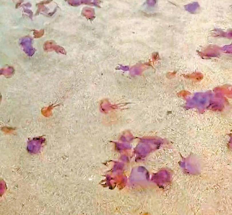 Decimos adiós al 2024 con lo más descabellado