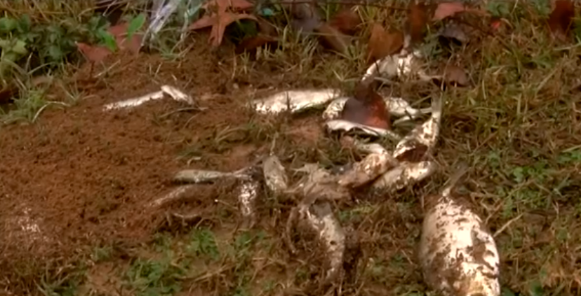 Decimos adiós al 2024 con lo más descabellado