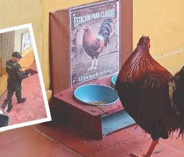 El gallo pudo regresar a comer en la ‘Estación para Claudio’, un espacio que le tienen reservado al animalito para que se alimente y beba agua. FOTO: CORTESÍA