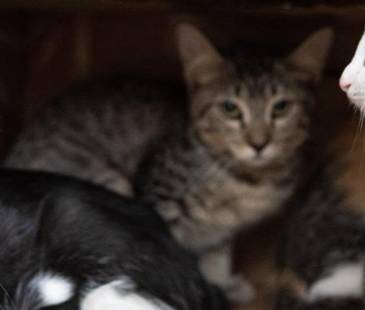 Serán más de 80 los animales disponibles para adoptar. FOTO: ALCALDÍA DE MEDELLÍN
