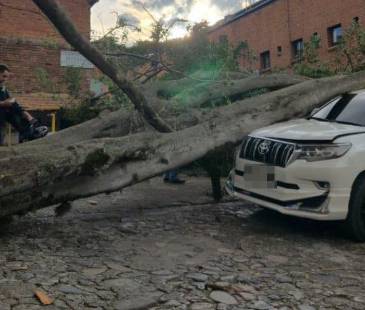 El árbol ya había recibido una evaluación en el 2023 por parte del Área Metropolitana. FOTO: ALCALDÍA DE BELLO
