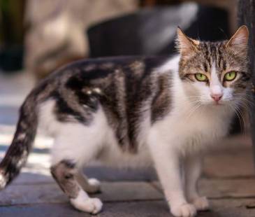 Entre más grande sea el saco primordial, más presente está su gen guerrero. ¿Qué tanto se le ve a su gato la bolsa primordial? FOTO: MAGNIFIC
