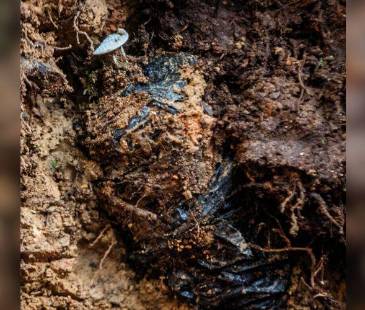 Un campesino de 54 años que perdió su pierna izquierda después de activar una mina antipersona. <b><span class="mln_small-caps_mln">/FOTO: JULIO CÉSAR HERRERA ECHAVERRI</span></b>