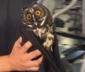 El animal fue rescatado por la Universidad CES y el Área Metropolitana. FOTO: ÁGUEDA VILLA