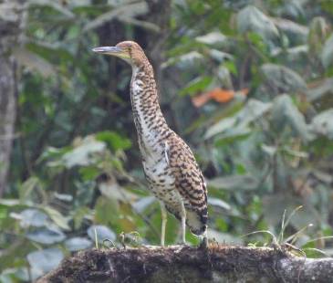 Su presencia en el Alto de San Miguel da indicios de que el lugar ofrece condiciones favorables para el hábitat y desarrollo de su especie. FOTO: ALCALDÍA DE MEDELLÍN.