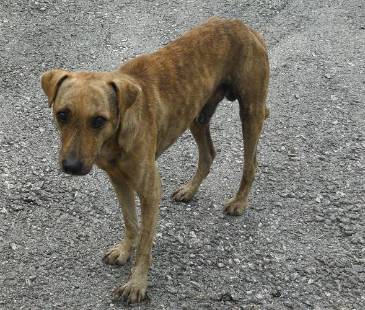 El color caramelo de los perros es aquel al que llega la naturaleza cuando nadie interviene, y, aunque no es una regla absoluta, es el responsable de su bienestar. FOTO: CANVA