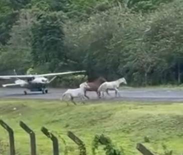 Sucedió en cuestión de segundos; el piloto logró esquivar a los animales. FOTO: CAPTURA DE VIDEO EMISORA BRISAS DE ACANDÍ
