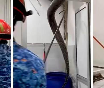 Momento en el que los bomberos rescatan la pitón. FOTOS: TOMADAS DE VIDEO 