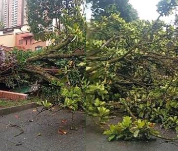 El árbol destruyó la reja de una unidad residencial del sector. FOTO: DENUNCIAS ANTIOQUIA 