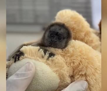 El pequeño mono tití que encontró refugio en un peluche. FOTO: CORNARE
