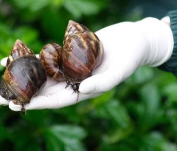<span class="mln_uppercase_mln">El</span><b><span class="mln_uppercase_mln"> caracol gigante africano es una de las especies invasoras que fueron introducidas a Antioquia. FOTO: CORTESÍA ÁREA METROPOLITANA</span></b>