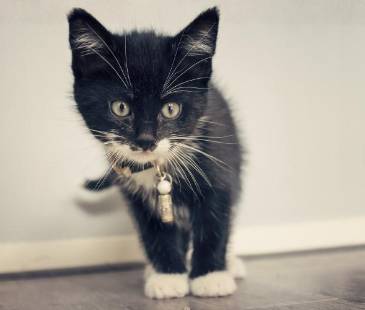 Los gatos pueden escuchar hasta 85kHz, mucho más que los humanos: ¡su oído está diseñado para escuchar sonidos mínimos! FOTO: CANVA