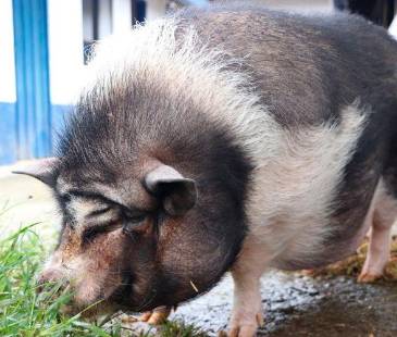 Ella es Cábala, la cerdita vietnamita que está buscando un hogar hace dos años. FOTO: CORTESÍA ALCALDÍA DE MEDELLÍN