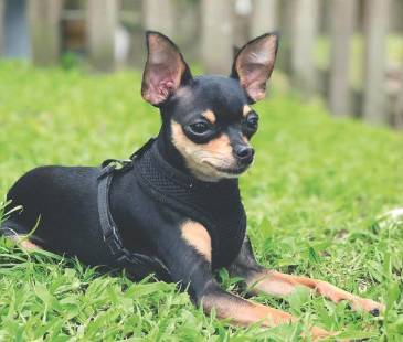 Sus orejas, su color y su tamaño engañaron a todos; enorme fue la sorpresa cuando nunca creció. FOTO: CORTESÍA