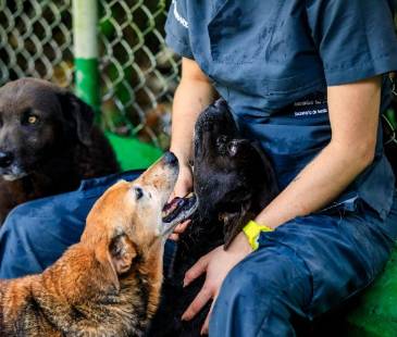 <span class="mln_uppercase_mln">Jornada</span><b><span class="mln_uppercase_mln"> de adopción. FOTO: JAIME PÉREZ</span></b>