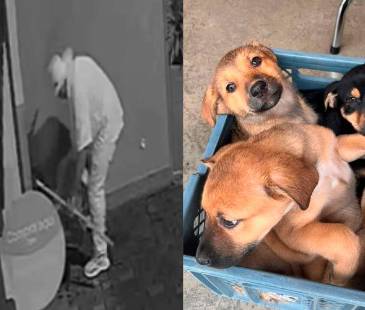 Al fondo se ve cuando el hombre los va soltando en la caja. Estos son los tres cachorros rescatados (foto detalle). FOTOS: CORTESÍA ALCALDÍA DE RIONEGRO