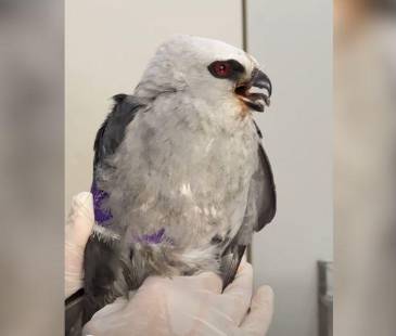 La especie migra de Estados Unidos a Argentina; Colombia es lugar de tránsito, descanso y alimentación durante su recorrido. FOTO: CAPTURA DE VIDEO CORNARE