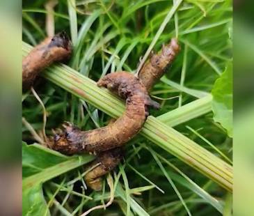 La Alcaldía del municipio envió profesionales para solucionar el problema. FOTO: CAPTURA DE VIDEO TELEANTIOQUIA.
