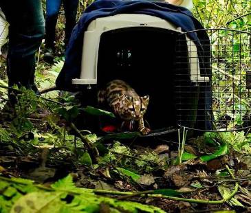 Su liberación fue controlada por el equipo del CAVR en zona boscosa del territorio Aburrá Sur. FOTO: CORTESÍA ÁREA METROPOLITANA