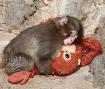 Hay un mono en especial que lo aceptó: por eso lo sigue a todas partes. FOTO: INSTAGRAM @ICHIKAWA_ZOO