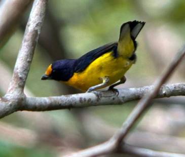 El ave se alimenta de pequeños frutos y con la dispersión de las semillas ayuda a la reforestación. FOTO: CAMILO DÍAZ - WWF COLOMBIA