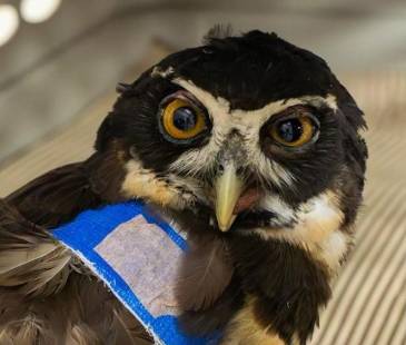 Más de 157 animales heridos con pólvora fueron atendidos. FOTO: REDES SOCIALES @Cornare