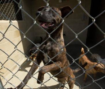 Se desconoce el estado de salud del perro afectado. Imagen no relacionada para ilustrar la nota. <b><span class="mln_small-caps_mln">/FOTO: EDWIN BUSTAMANTE</span></b>