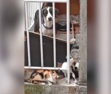 Los animales no han sido rescatados hasta el momento. FOTO: CORTESÍA