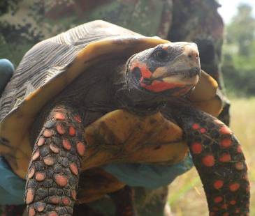Tourtuga hicotea, uno de los 9000 individuos afectados por el tráfico ilegal de fauna silvestre. FOTO: COLPRENSA