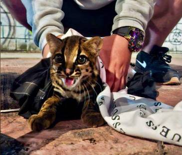 El caso se trataría de tráfico ilegal de fauna silvestre. FOTO: ALCALDÍA DE ITAGÜÍ