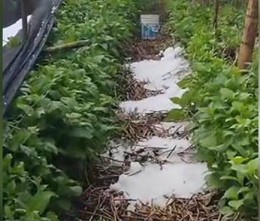 Granizada dañó cultivos en La Unión. FOTO: TOMADA DE FACEBOOK NOTICIAS LA UNIÓN, ANTIOQUIA