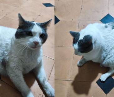 Gato busca hogar en Medellín. FOTO: CORTESÍA