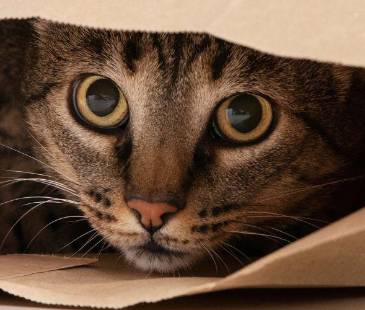 Los animales tienen comportamientos que reflejan su estado de ánimo y de salud. FOTO: MAGNIFIC