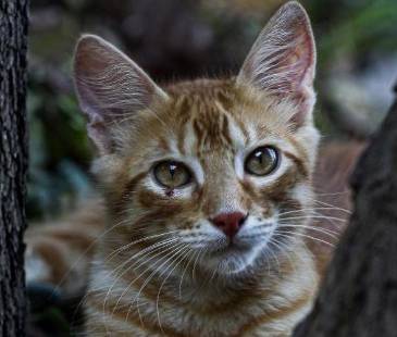 Las penas contemplarían hasta 55 meses de prisión. FOTO: MANUEL SALDARRIAGA