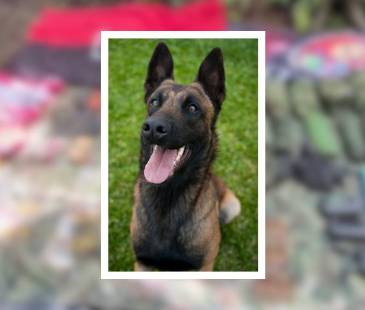 Princesa hace parte de la Fuerza de Despliegue Rápido N.° 7 de la Séptima División del Ejército (Imagen de referencia que no corresponde al canino mencionado). FOTO: CANVA