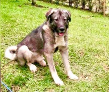 Él era Loky, el perro de raza pastor caucásico de 5 años. FOTO: CORTESÍA