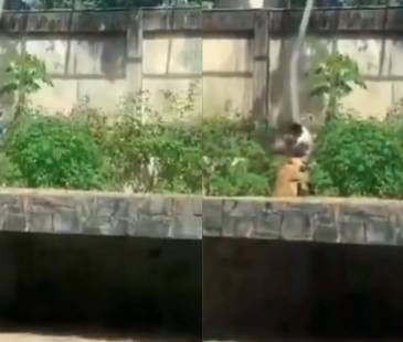 Hombre muere tras invadir el recinto de una leona en Brasil. FOTO: D.R.A 