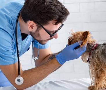 ¿Qué tanto confía en el lugar al que lleva a sus animales a consulta? Preste atención a las señales. FOTO: CANVA
