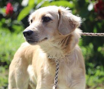 La pólvora no solo afecta a las personas, sino que también está causando estragos en los animales. FOTO: CORTESÍA ALCALDÍA DE MEDELLÍN