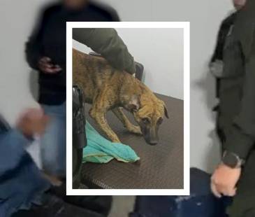 El hombre llegó con el perro, quien se mostraba intimidado. <b><span class="mln_small-caps_mln">/FOTOS: POLICÍA ANTIOQUIA</span></b>