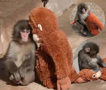 Punch con su peluche. FOTOS: TOMADAS DE X @CHILLAMCHILLI, @INKBLOTISTAN E @INFORMACOSMOS